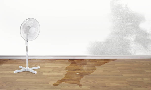 Best Water damage restoration specialists  in Raceland, KY