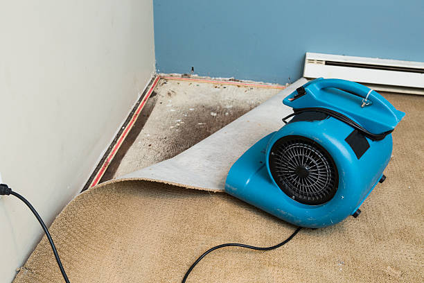 Best Water damage cleanup near me  in Raceland, KY